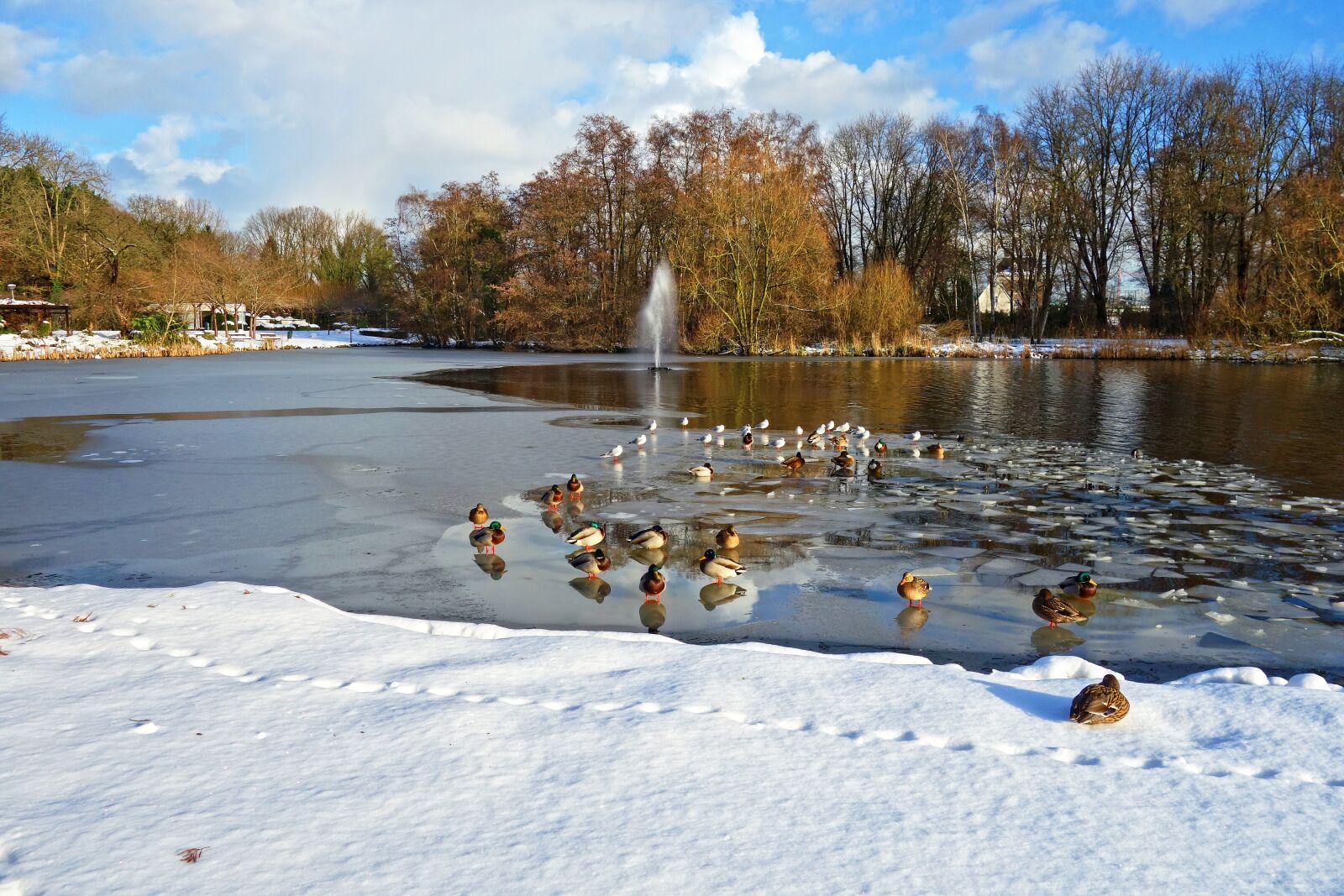 Sony Cyber-shot DSC-RX100 sample photo. Ducks, birds, pond photography