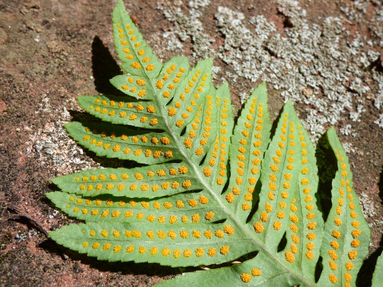 Panasonic Lumix DMC-FZ70 sample photo. Fern, spores, esporangio photography