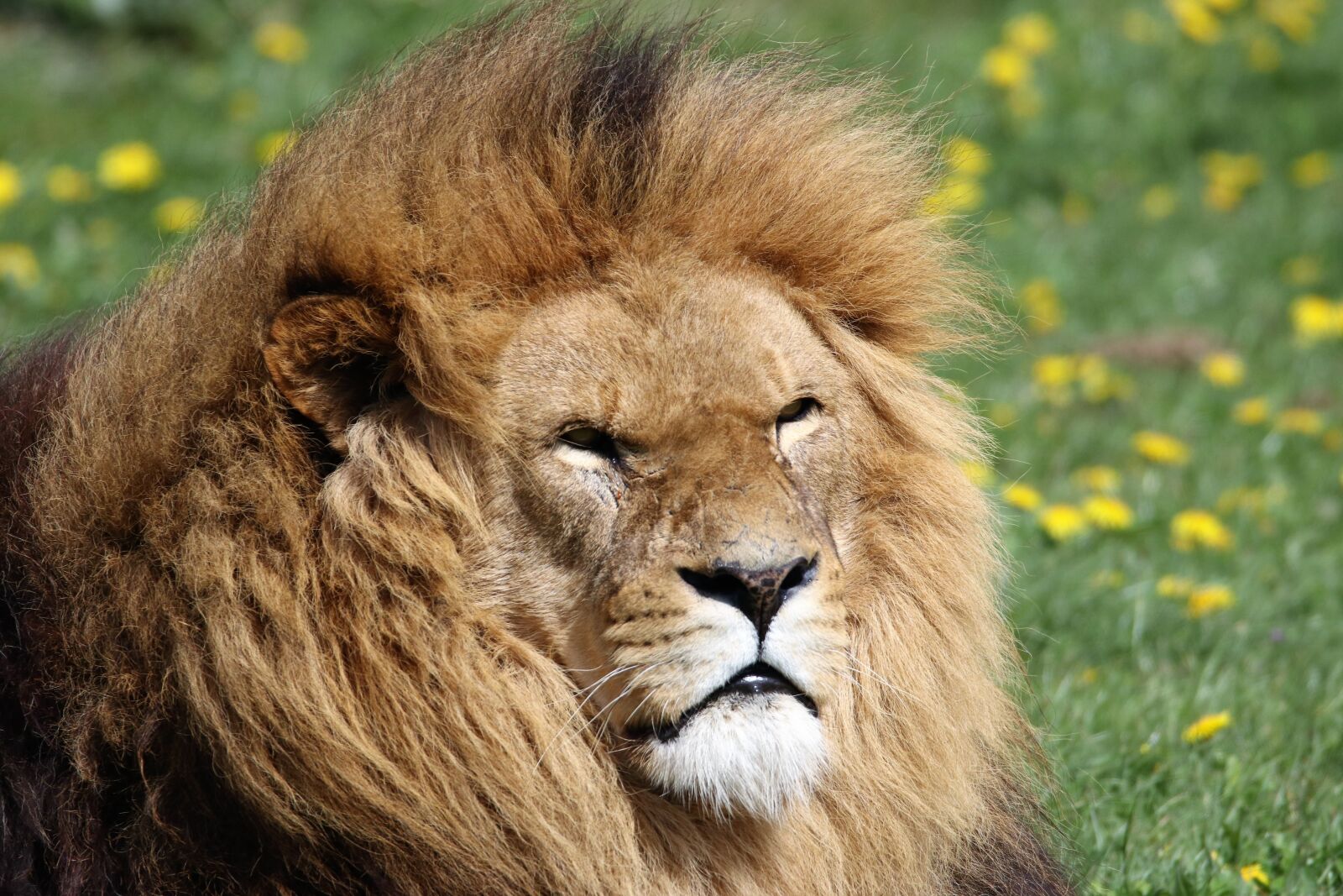 Canon EOS 80D sample photo. Lion, mane, animal photography