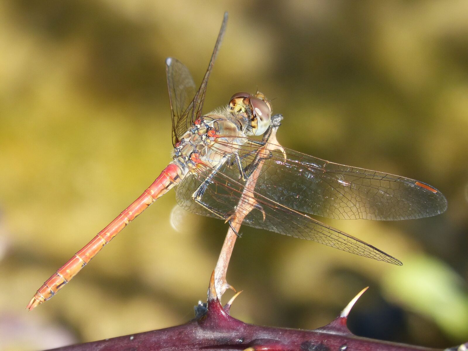 Panasonic DMC-FZ62 sample photo. Red dragonfly, branch, thorns photography
