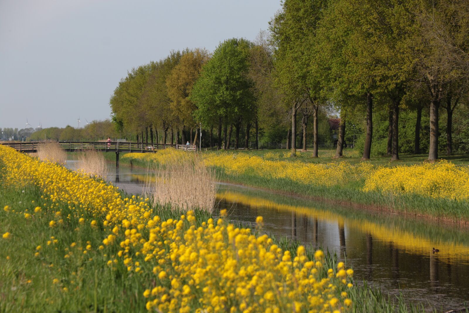 Canon EOS 7D Mark II + Canon EF-S 18-135mm F3.5-5.6 IS STM sample photo. Canal, rapeseed, mirror photography