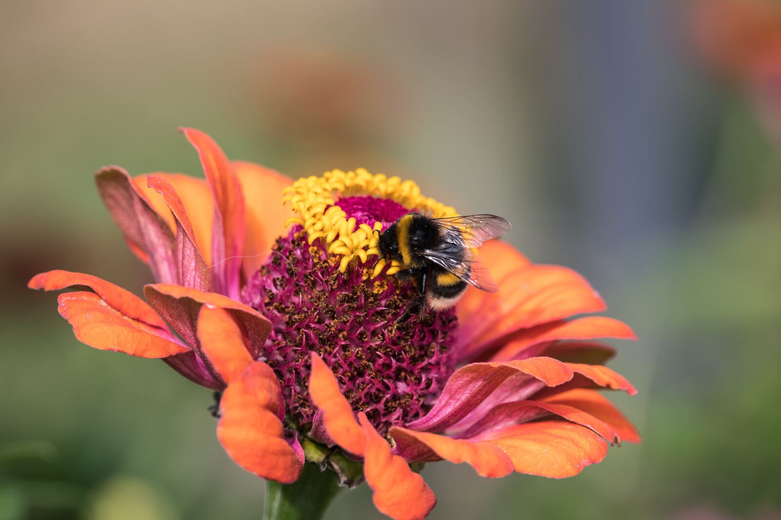 Canon EF-S 55-250mm F4-5.6 IS STM sample photo. Hummel, insect, animal photography