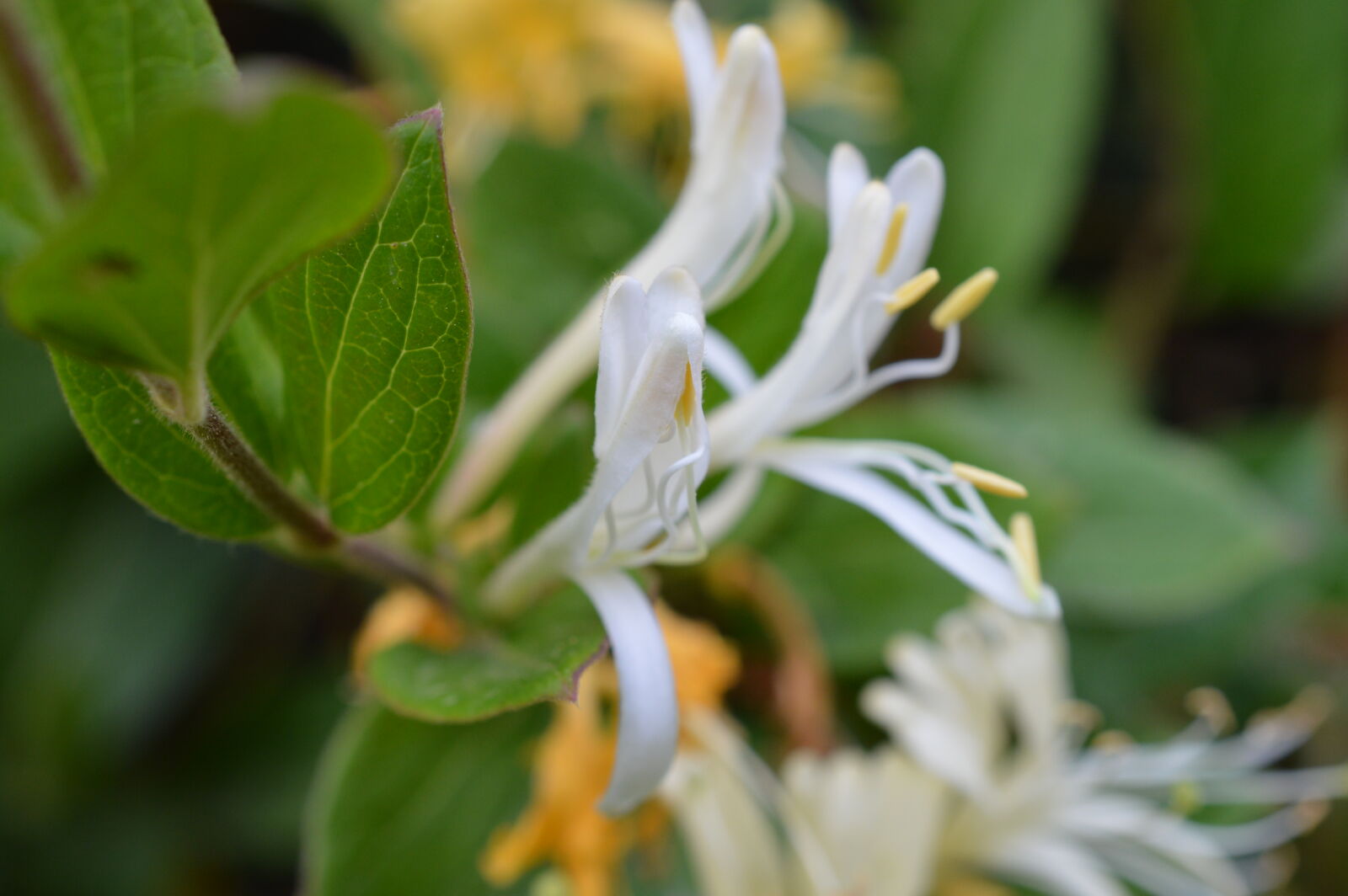 Nikon D3200 sample photo