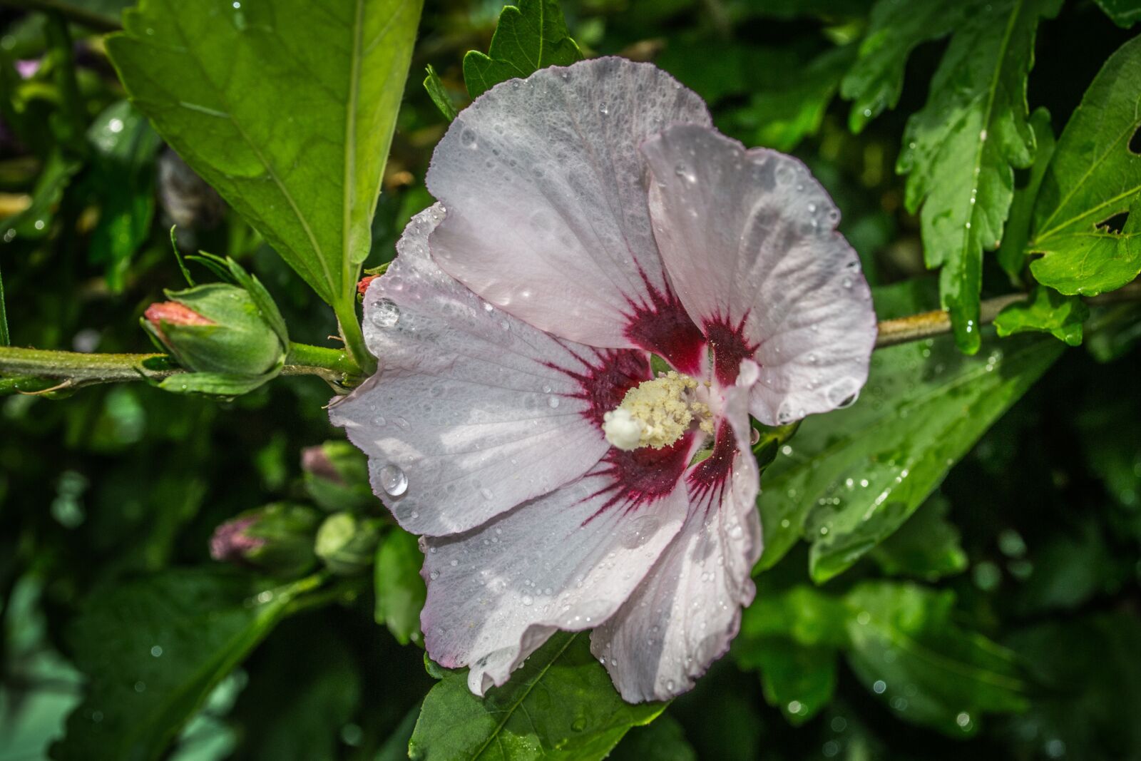 Nikon D3100 sample photo. Flower, water drops, raindrops photography