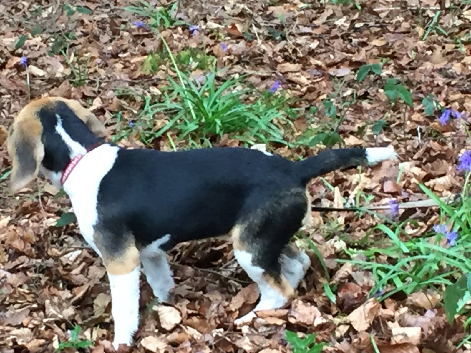 Apple iPhone 6 sample photo. Beagle, bluebells, cute, dog photography