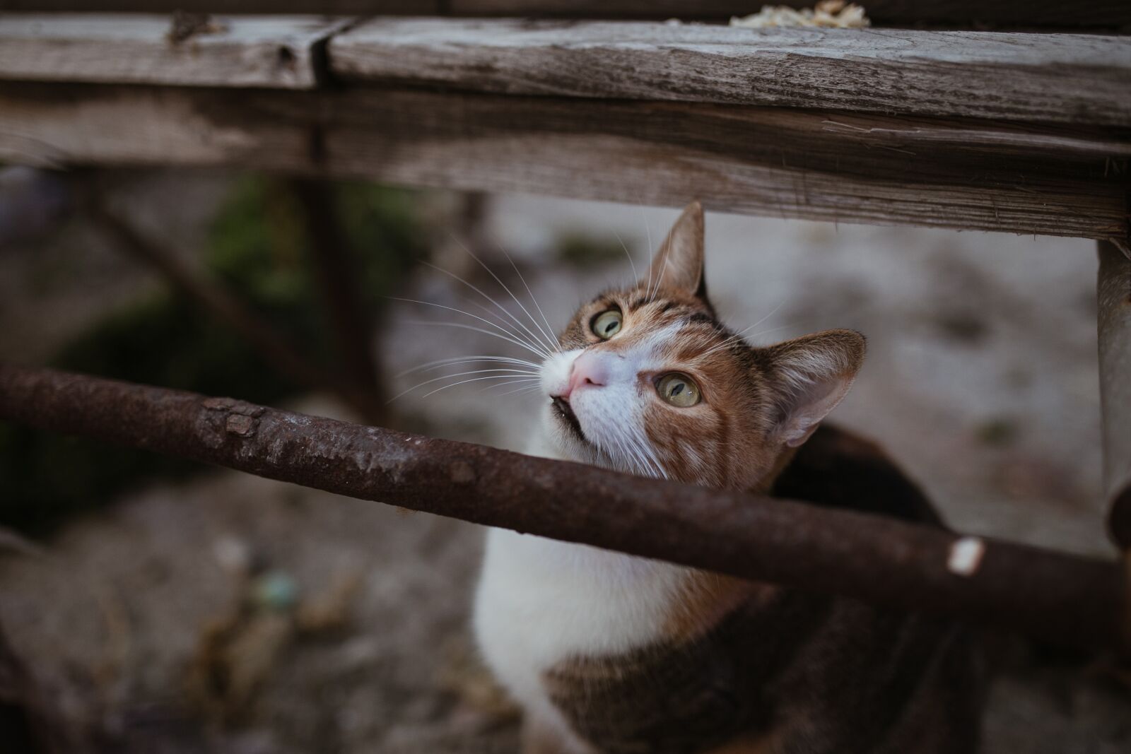 Canon EOS 6D sample photo. Cat, animal, cute photography