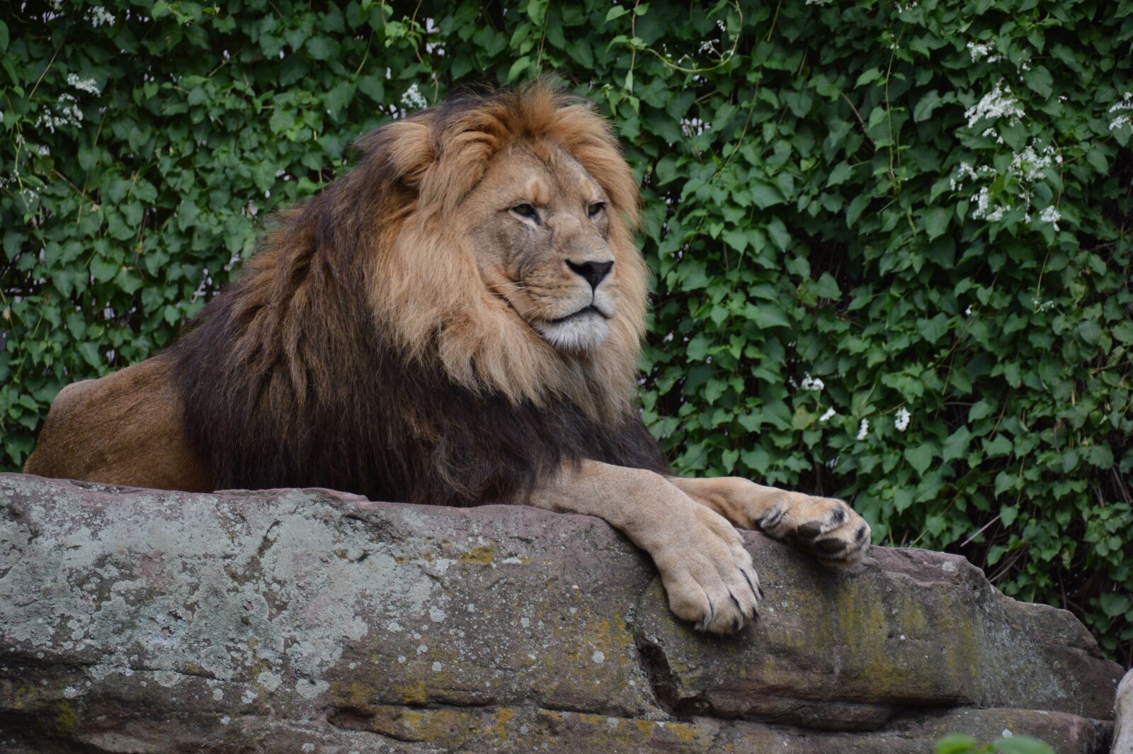 Nikon D3200 sample photo. Lion, concerns, predator photography