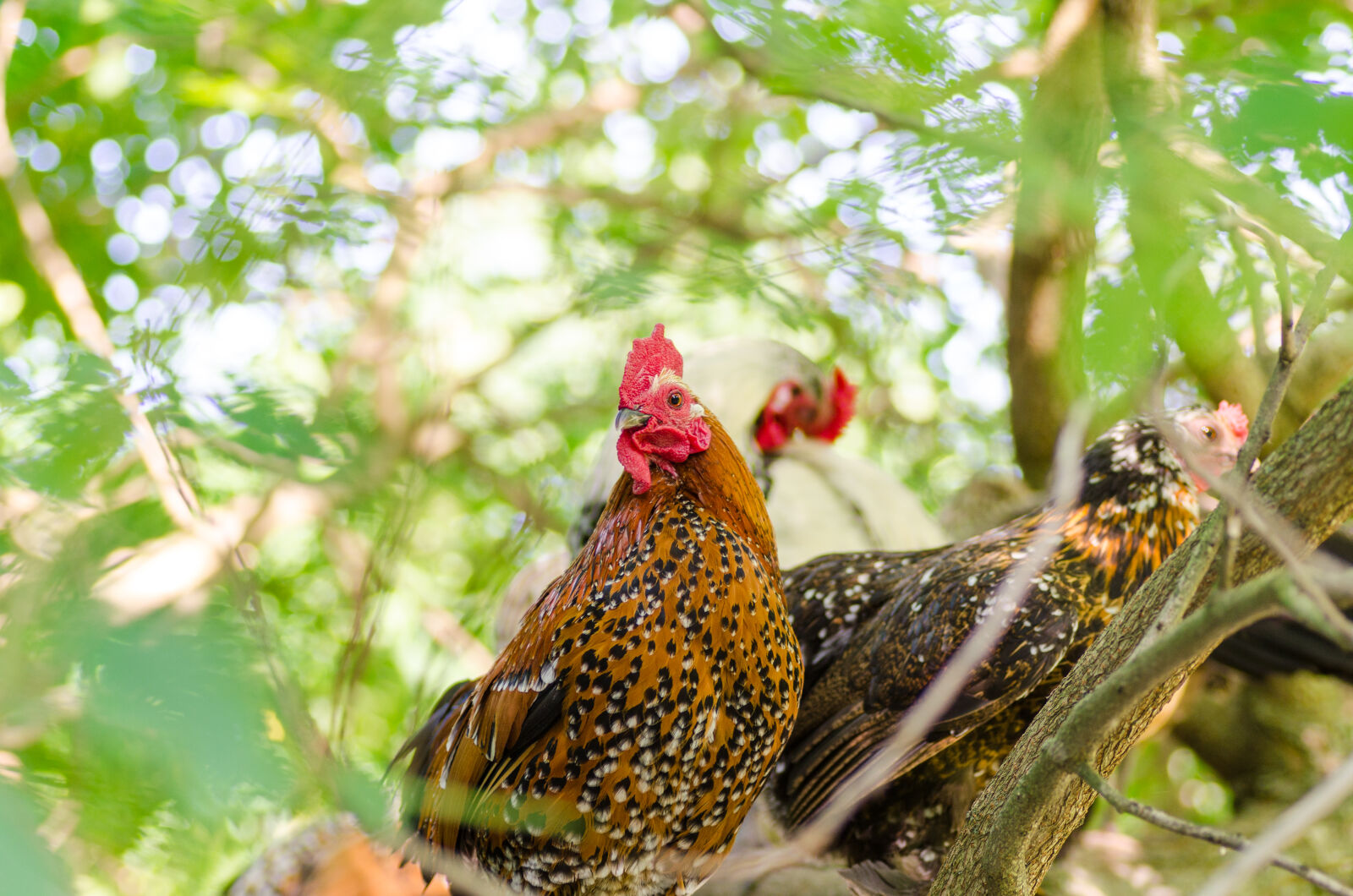 Nikon D5100 sample photo. Agriculture, animal, beak, bird photography