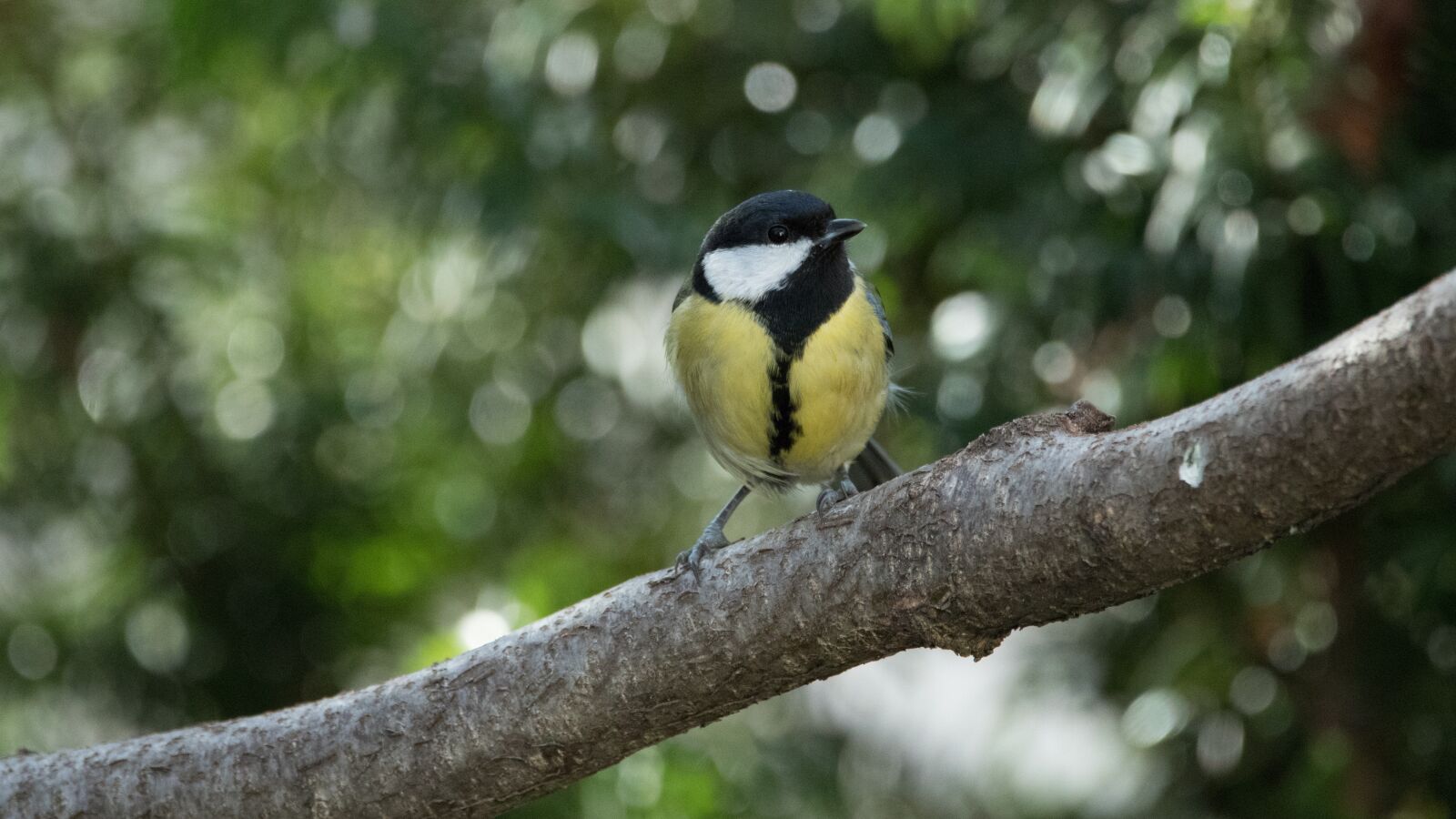 150-600mm F5-6.3 DG OS HSM | Contemporary 015 sample photo. Tit, bird, small bird photography