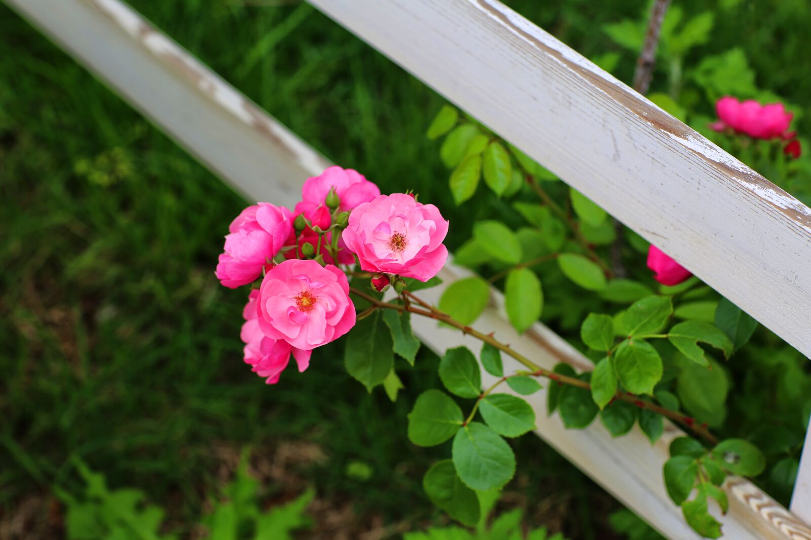 Canon EOS 5D Mark III + Canon EF 85mm F1.2L II USM sample photo. Rose, forest, garden photography