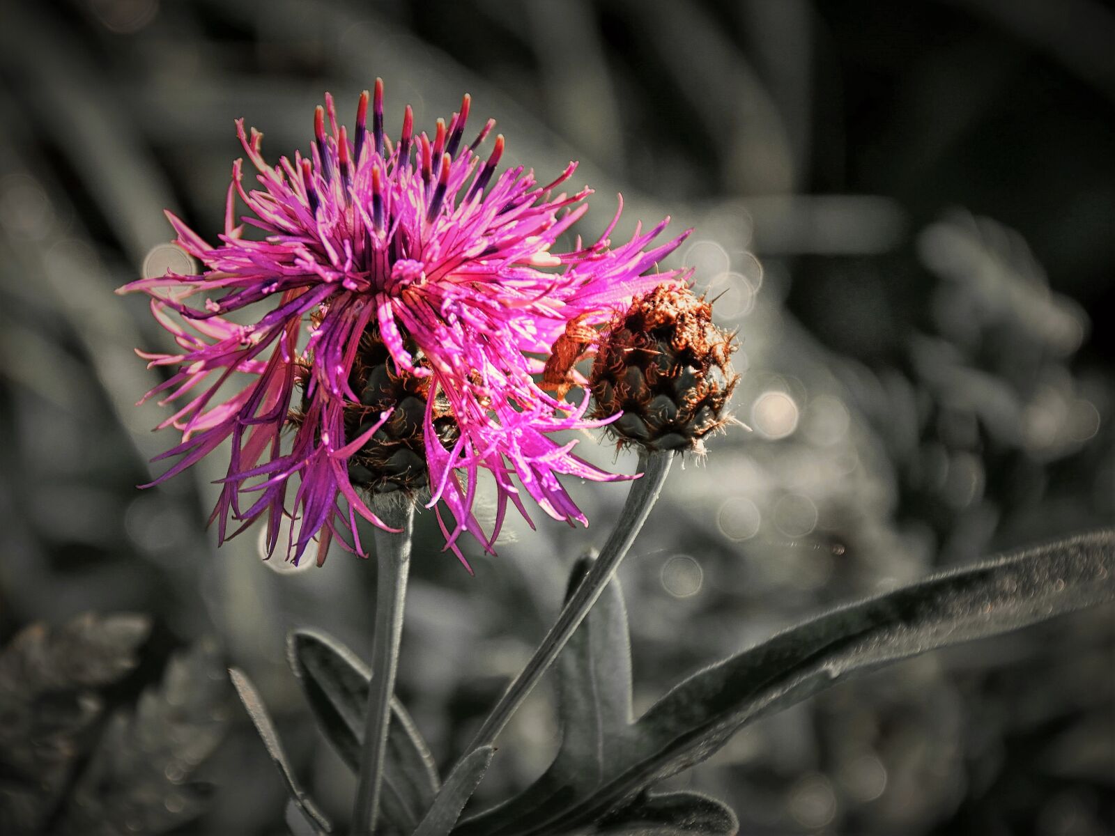 Nikon D5500 sample photo. Thistle, close up, effect photography