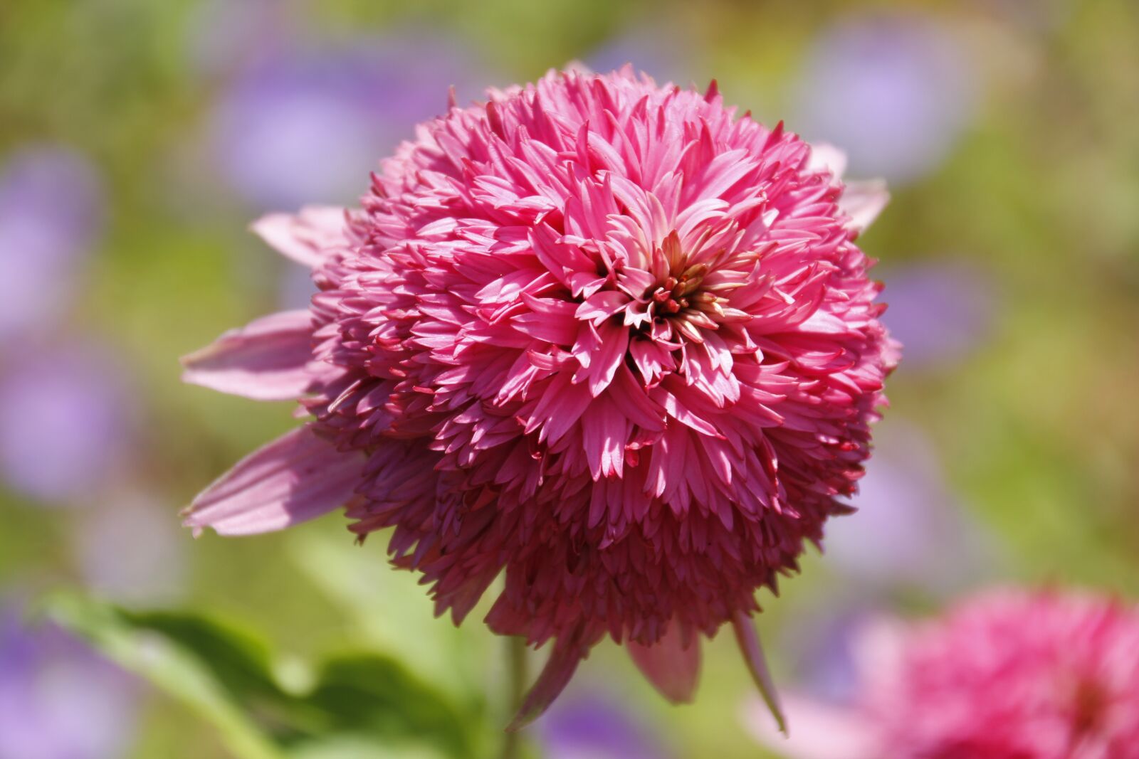 Canon EOS 550D (EOS Rebel T2i / EOS Kiss X4) sample photo. Dahlia, blossom, bloom photography
