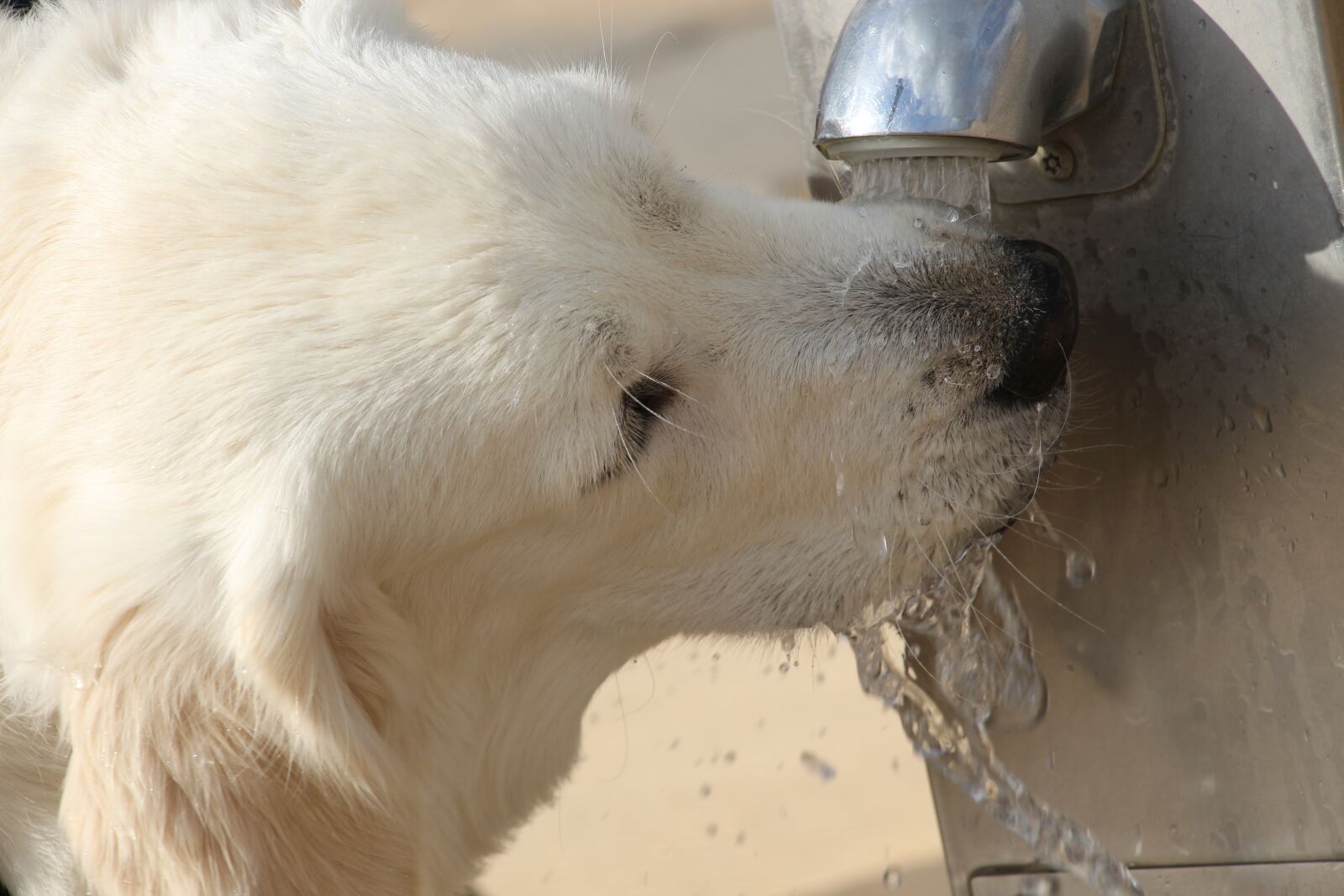 Canon EOS 700D (EOS Rebel T5i / EOS Kiss X7i) sample photo. Drink, water, dog photography