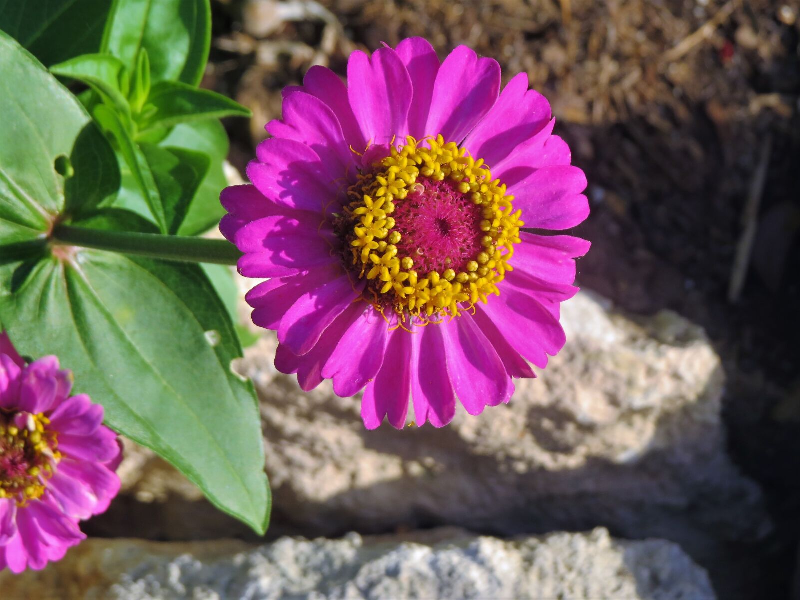 Canon PowerShot SX50 HS sample photo. Flower, pink, yellow photography