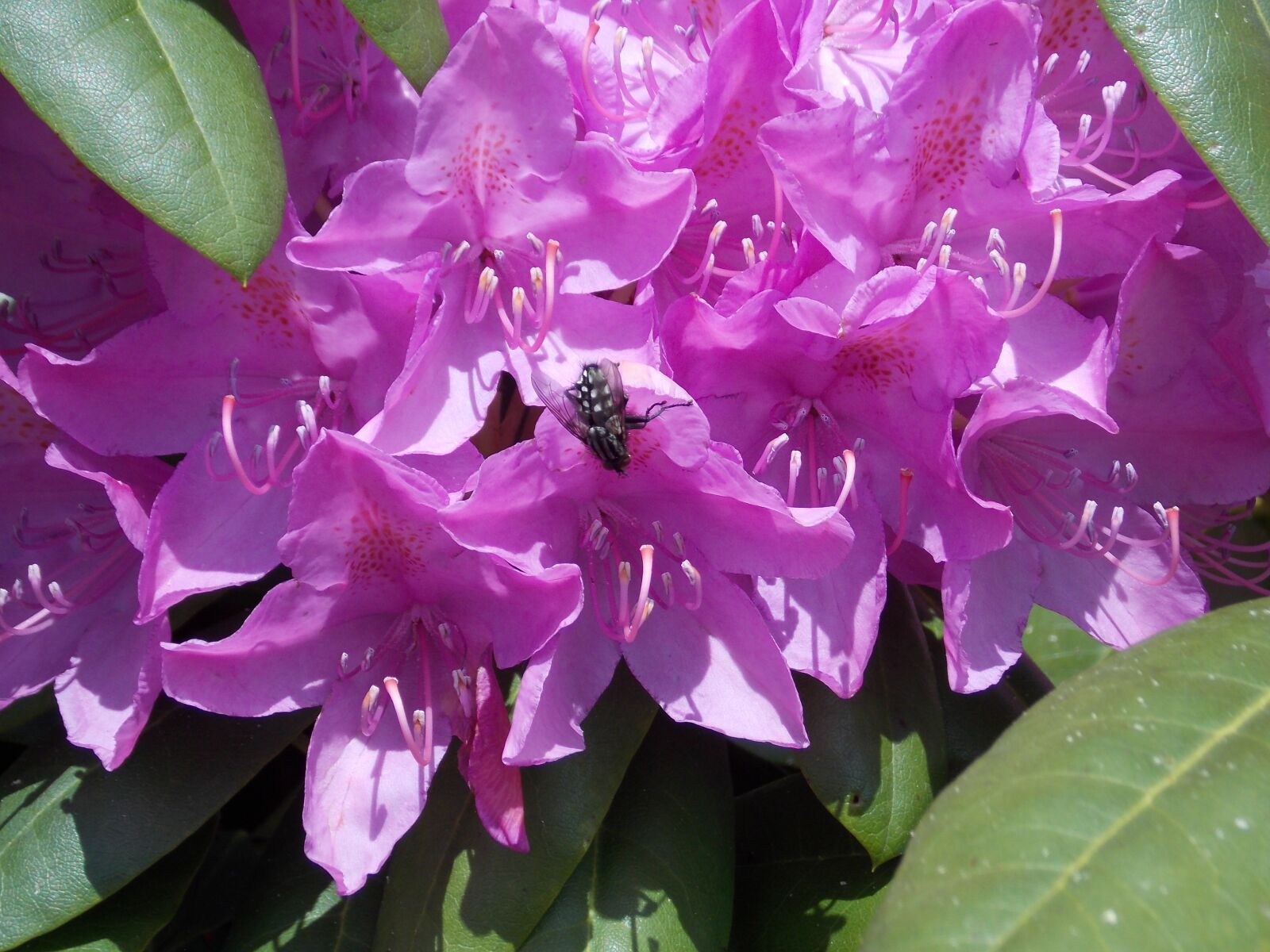 Nikon Coolpix L810 sample photo. Rhododendron with fly, pink photography