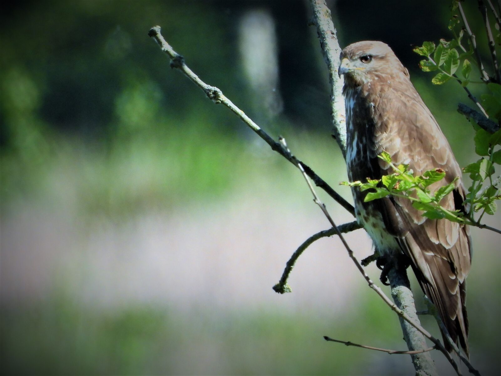 Nikon Coolpix P1000 sample photo. Common buzzard, bird of photography