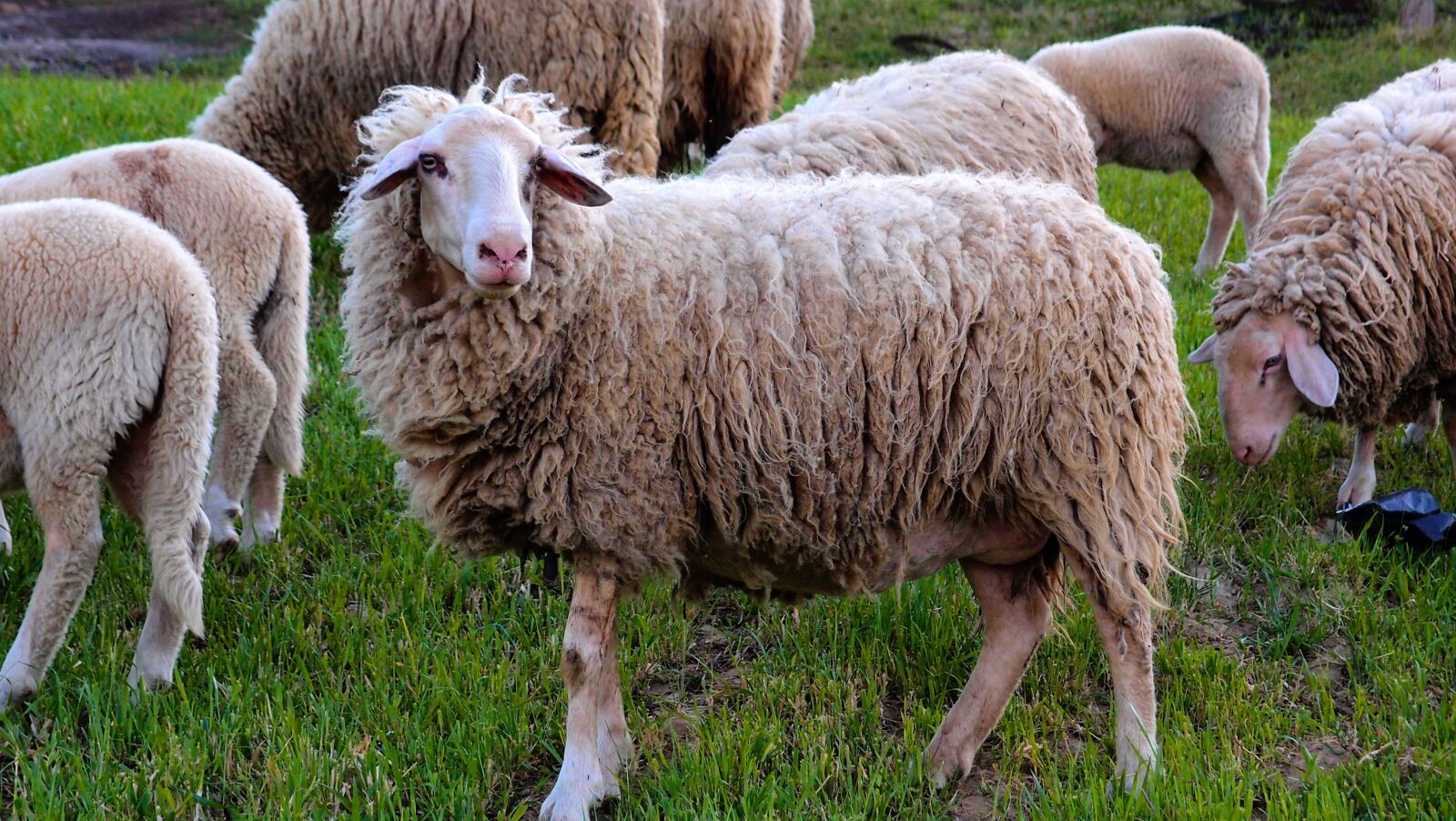 Olympus XZ-1 sample photo. Sheep, grass, farm photography