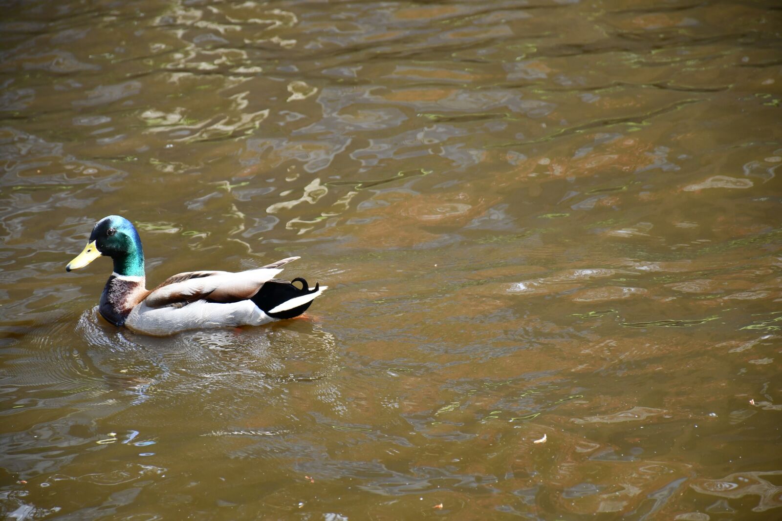 Nikon D7500 sample photo. Holland, mallard, duck photography