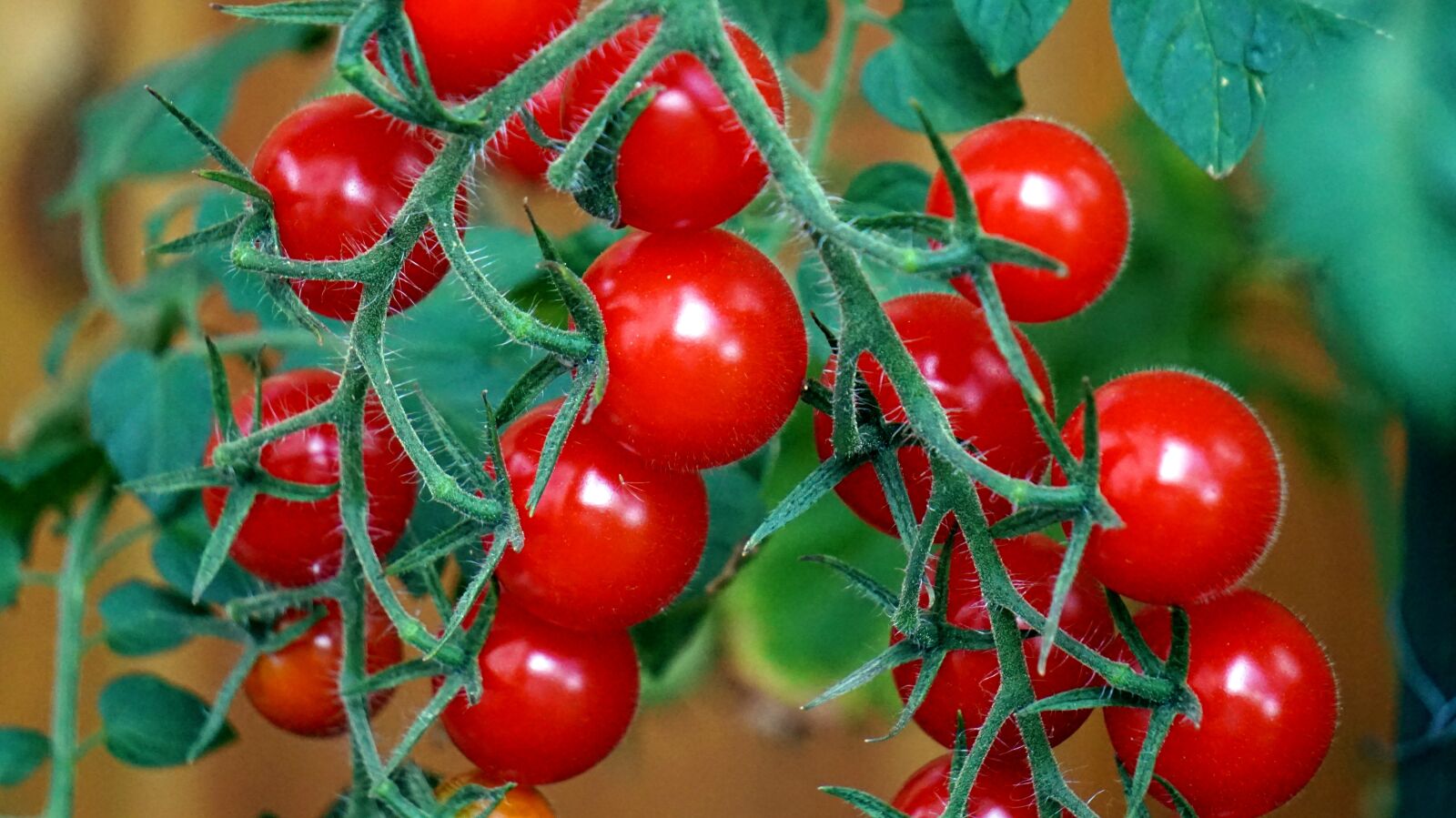 Sony Alpha a5000 (ILCE 5000) + Sony E 55-210mm F4.5-6.3 OSS sample photo. Tomatoes, ripe, red photography