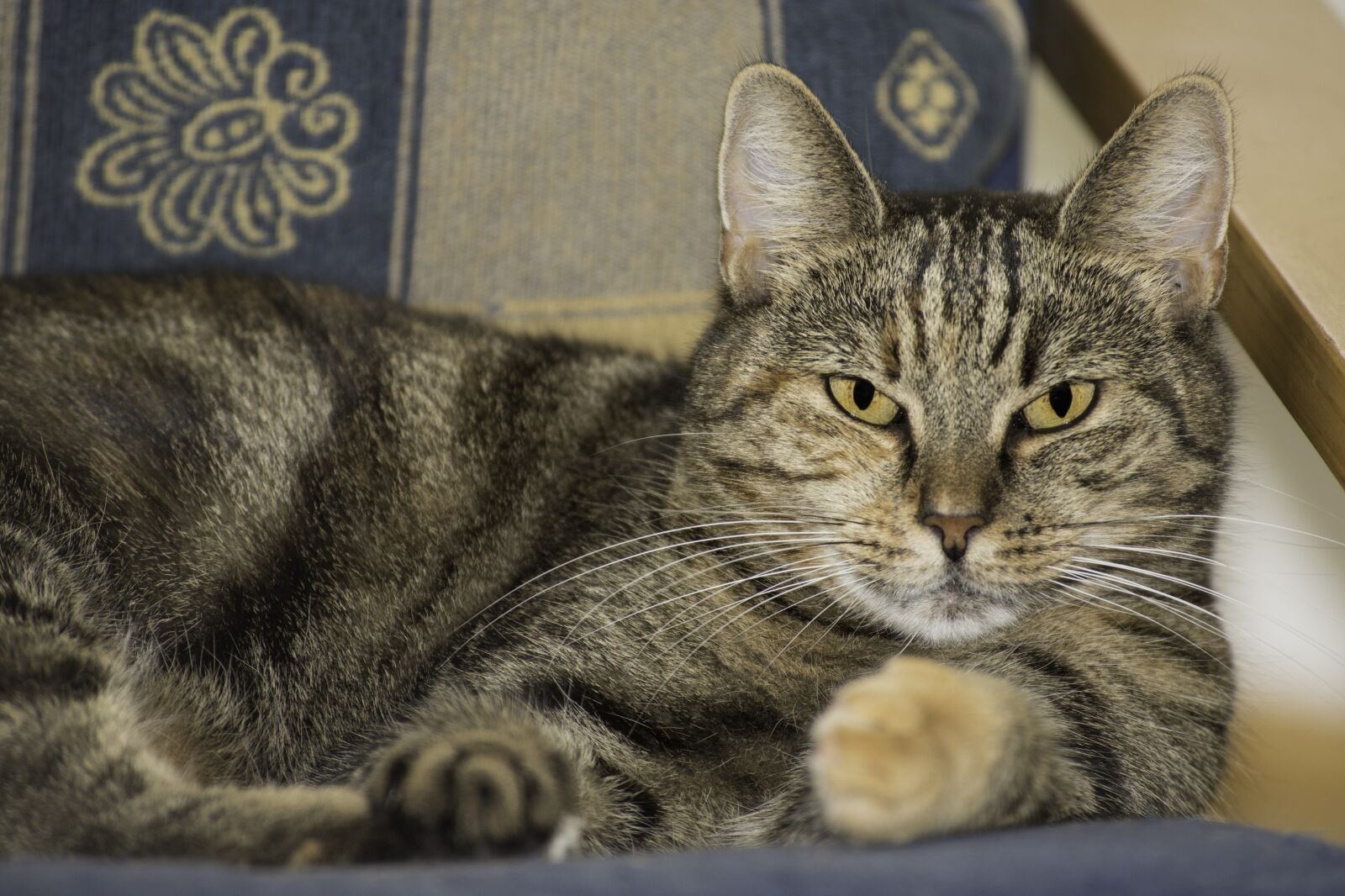 Nikon D750 sample photo. Domestic cat close-up, public photography