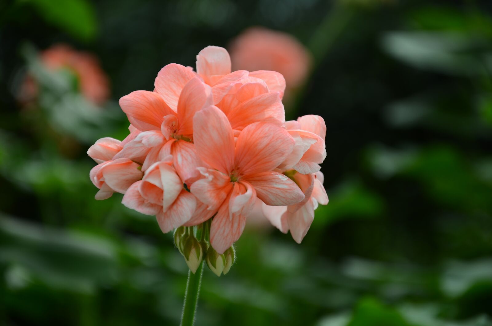 Nikon D7000 sample photo. Flower, the leaves, spike photography