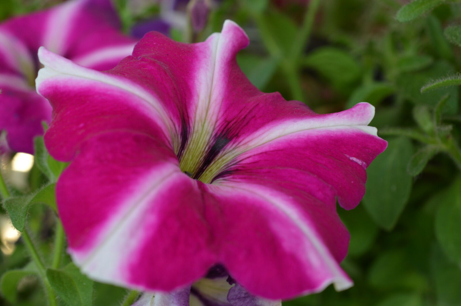 Nikon D3200 sample photo