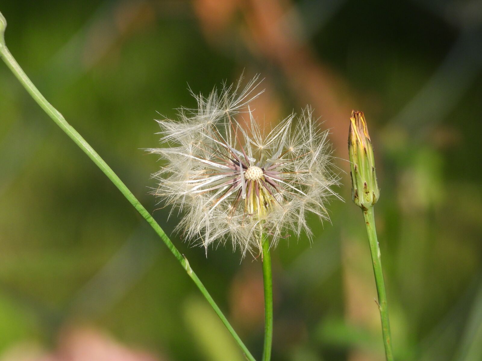 Nikon Coolpix P1000 sample photo. Sonchus oleraceus, dandelion, plant photography