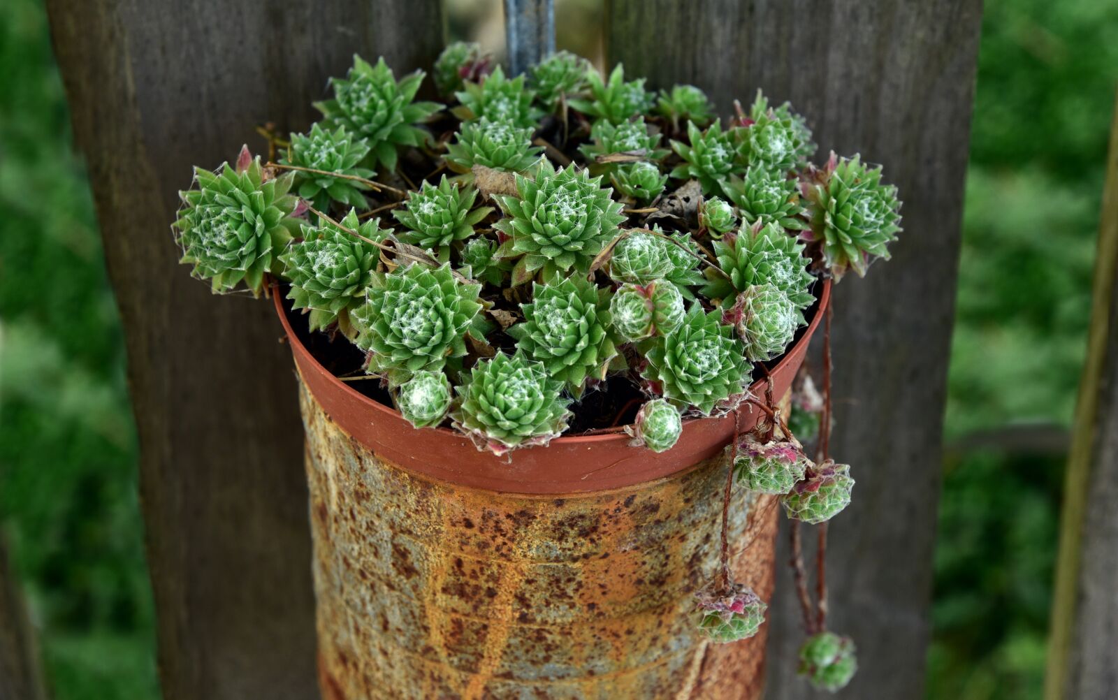 Nikon D750 sample photo. Cactus, flowerpot, rural photography
