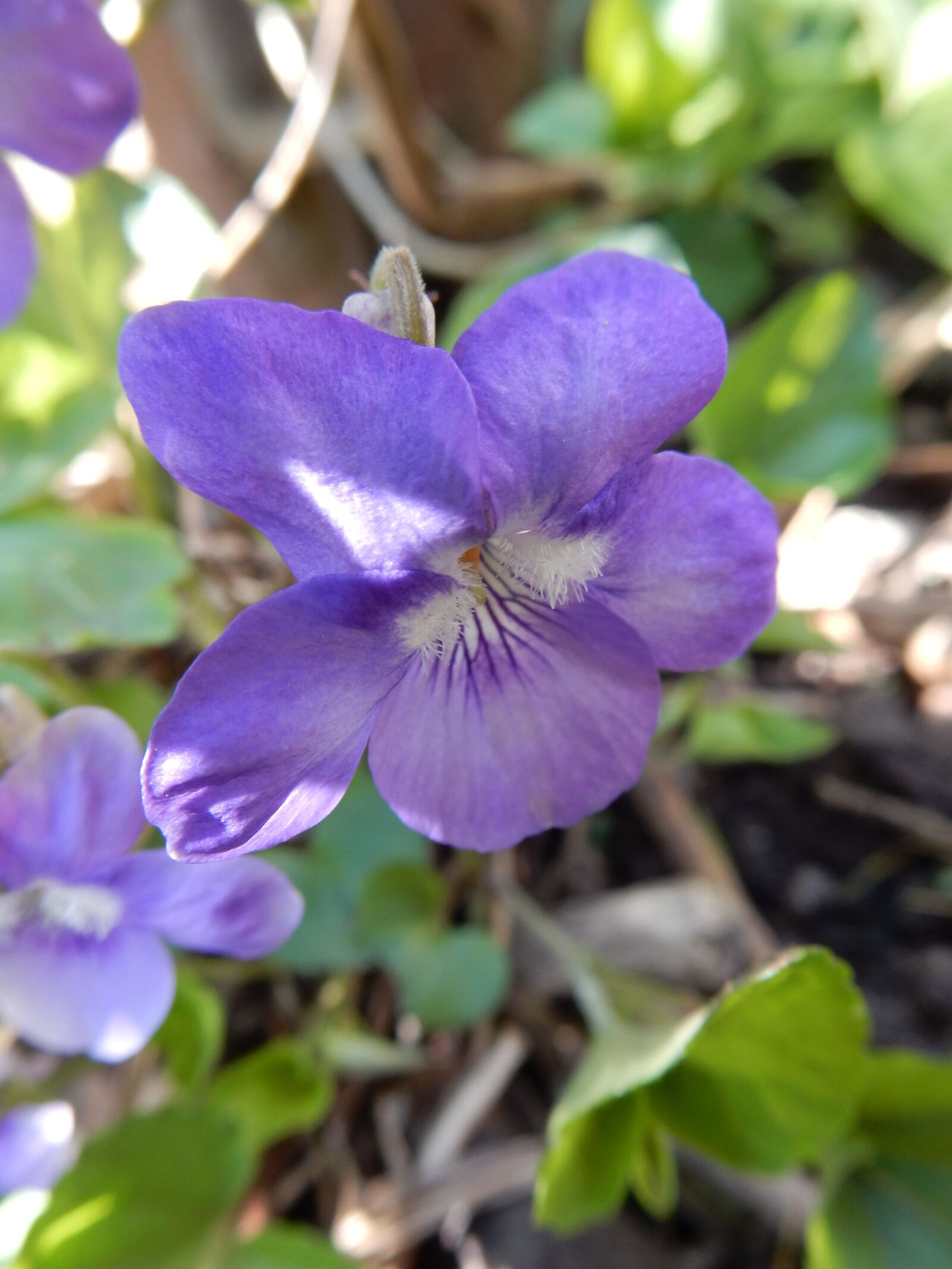 Nikon Coolpix S9900 sample photo. Violet, flower, viola photography