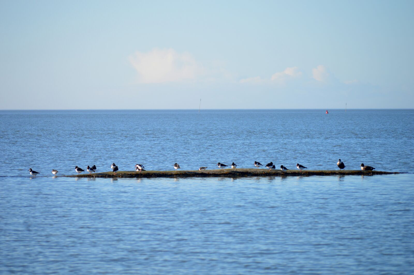 Nikon D3200 sample photo. North sea, water, oystercatcher photography