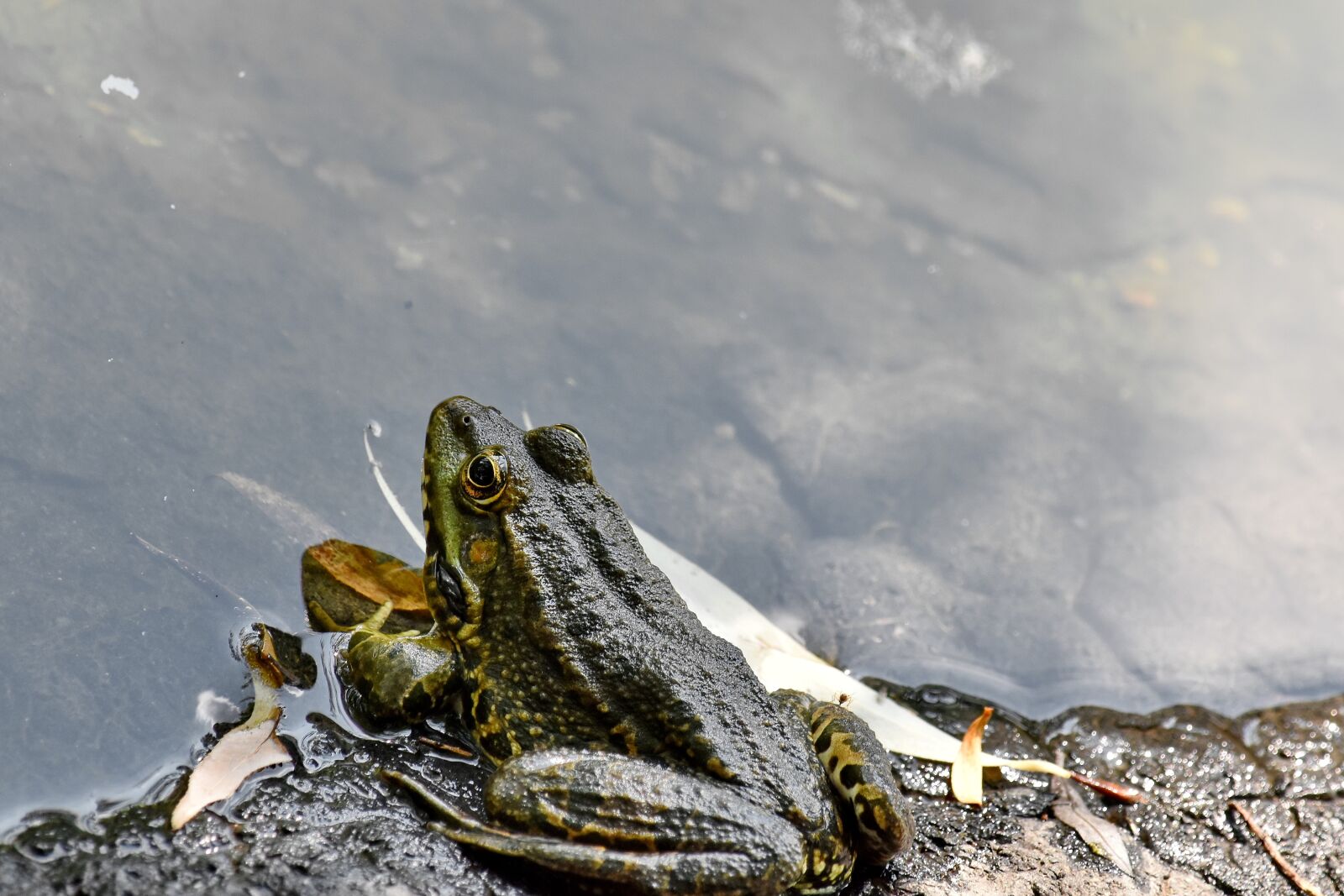 Nikon D5500 sample photo. Amphibian, wildlife, bullfrog, frog photography
