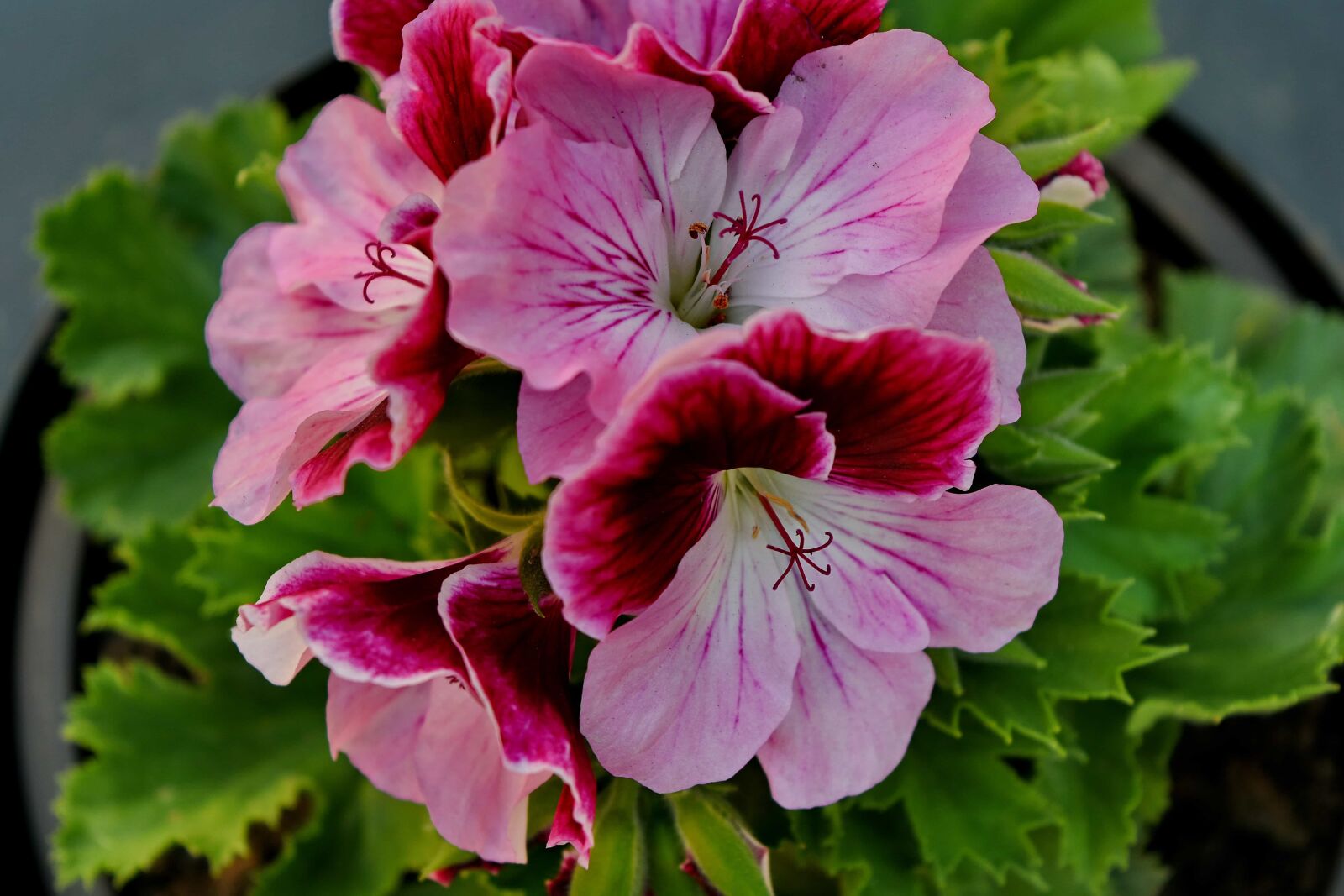 Nikon D5500 sample photo. Flower garden, pistil, herb photography