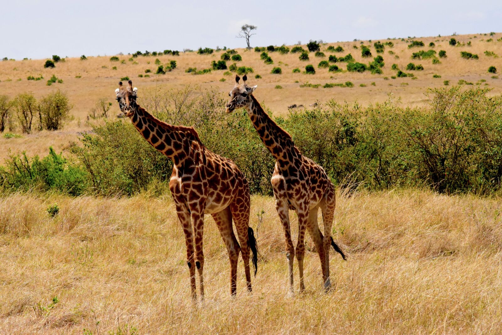 Nikon D5500 sample photo. Wildlife, africa, tanzania photography