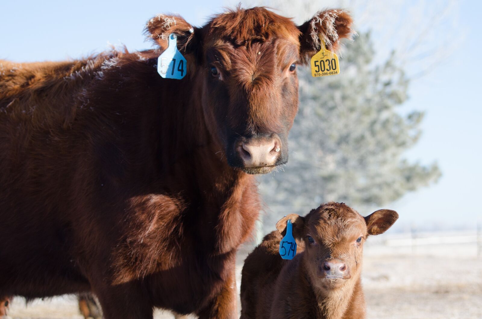 Nikon D7000 sample photo. Cows, calf, red angus photography