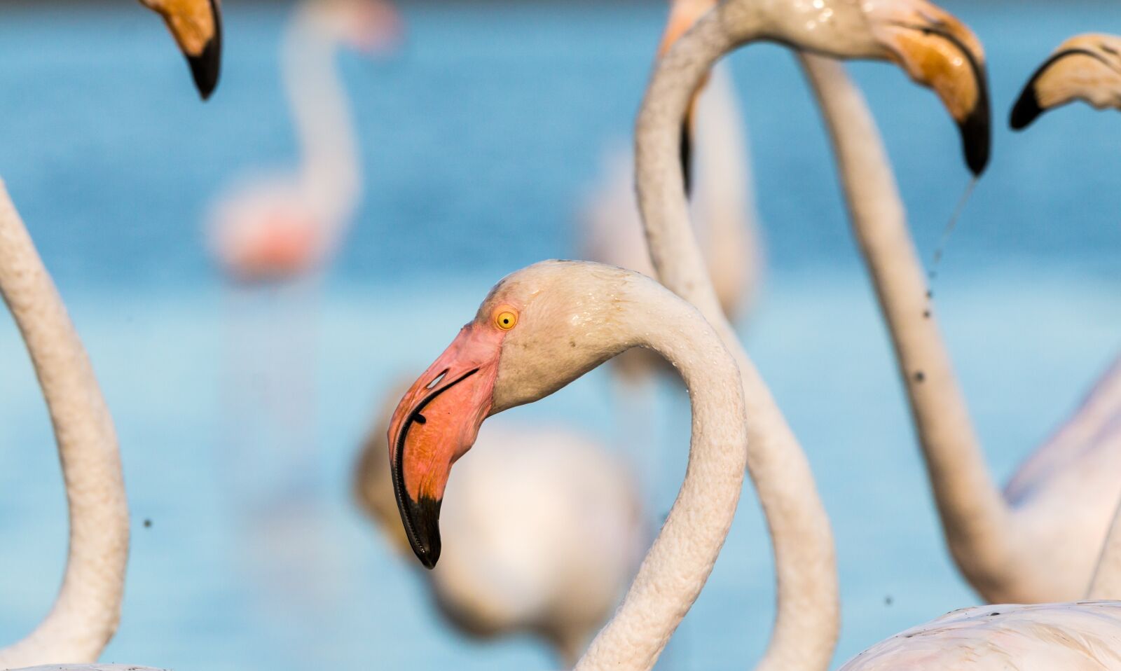 150-600mm F5-6.3 DG OS HSM | Contemporary 015 sample photo. Flamingo, flamingos, france photography