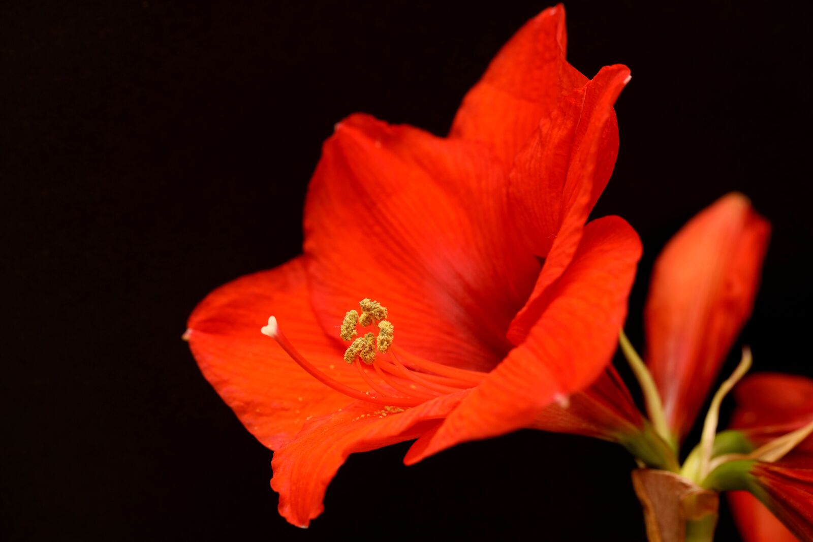 Canon EOS R sample photo. Amaryllis, flower, christmas photography