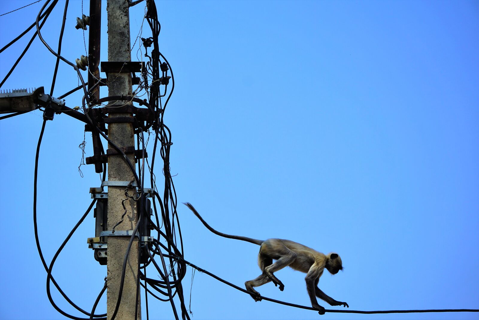 Sony a5100 + Sony E 55-210mm F4.5-6.3 OSS sample photo. India, electricity, monkey photography