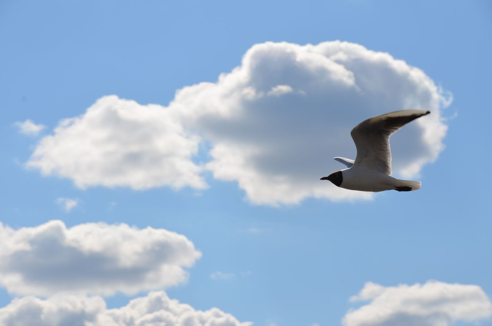 Nikon D5100 sample photo. Gull, himmel, skellefteå photography
