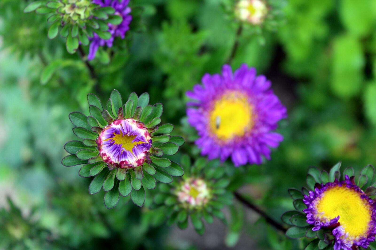 Canon EOS 1200D (EOS Rebel T5 / EOS Kiss X70 / EOS Hi) sample photo. Astra, garden, flowers photography