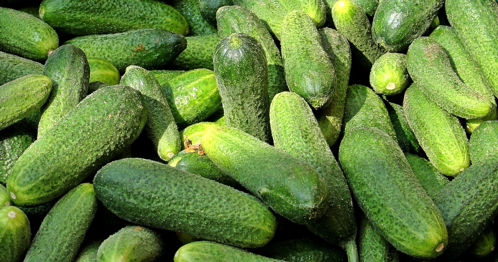 Canon EOS 550D (EOS Rebel T2i / EOS Kiss X4) sample photo. Cucumbers, farmers local market photography