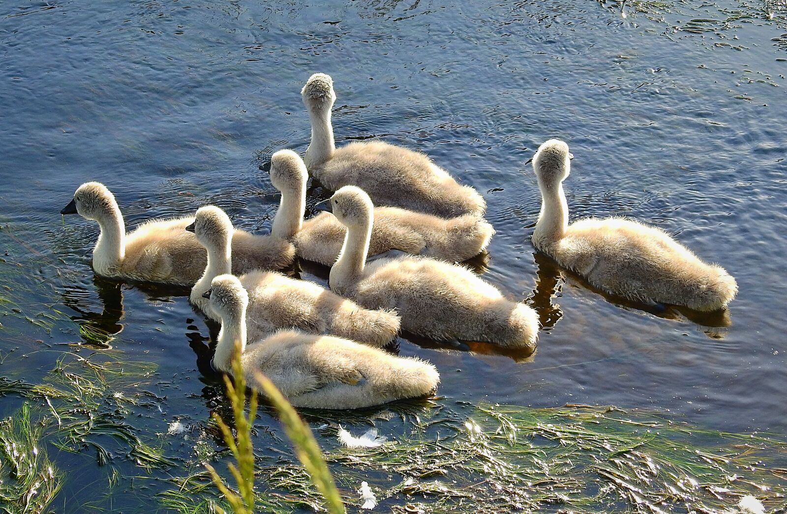 Nikon Coolpix P900 sample photo. Swans, young, family photography