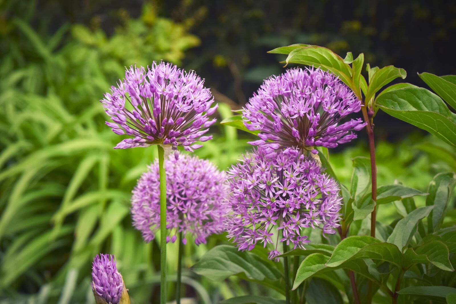 Nikon D3300 sample photo. Flowers, ornamental onion, plant photography