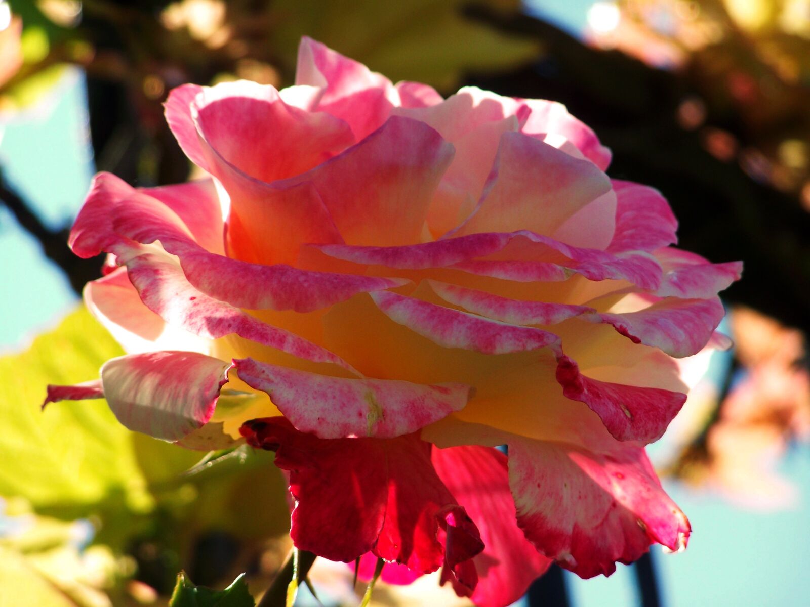 Kodak EASYSHARE ZD710 ZOOM DIGITAL CAMERA sample photo. Rose, tricolor, flower garden photography