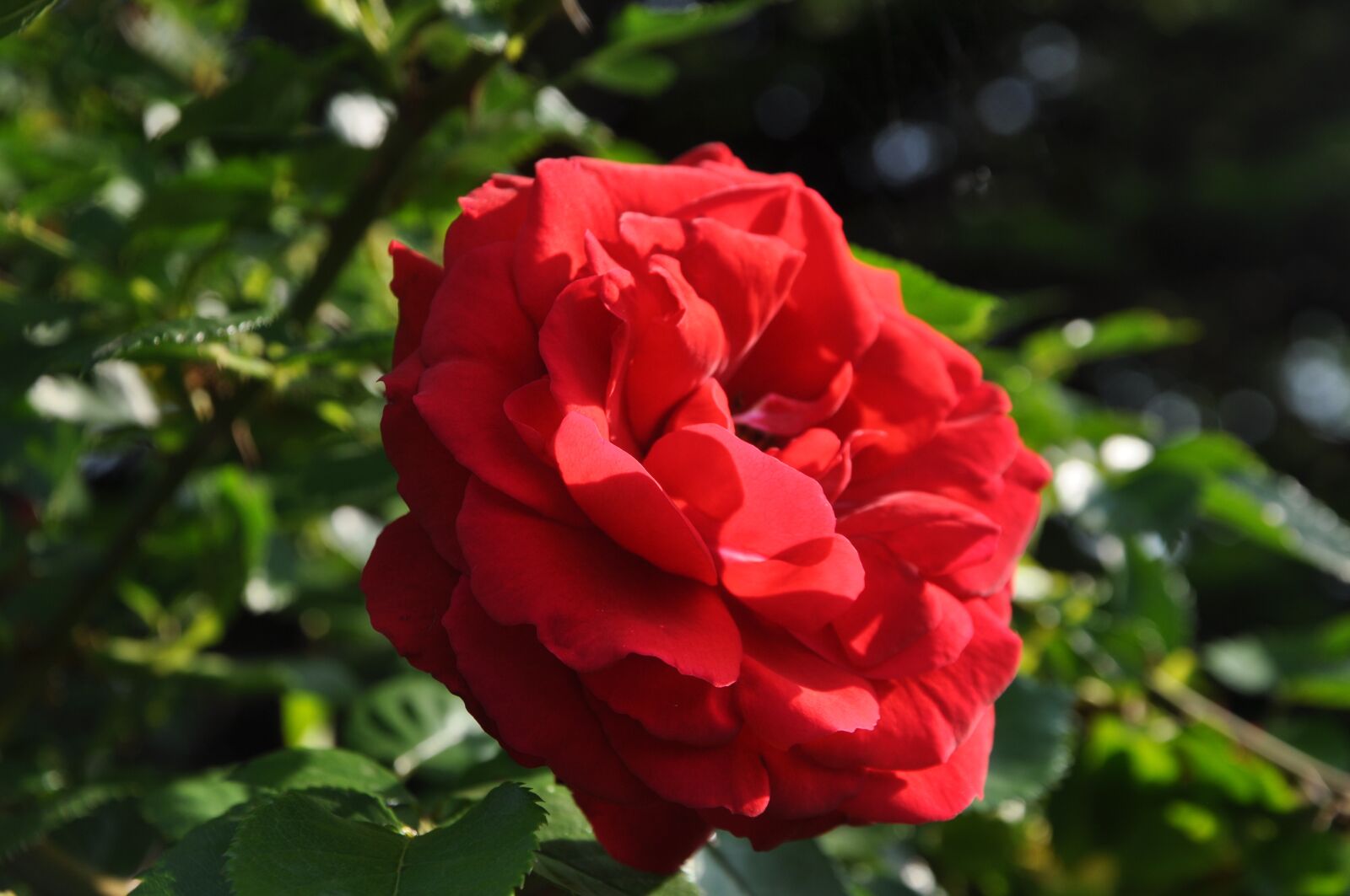 Nikon D5000 sample photo. Rose, flower, garden photography