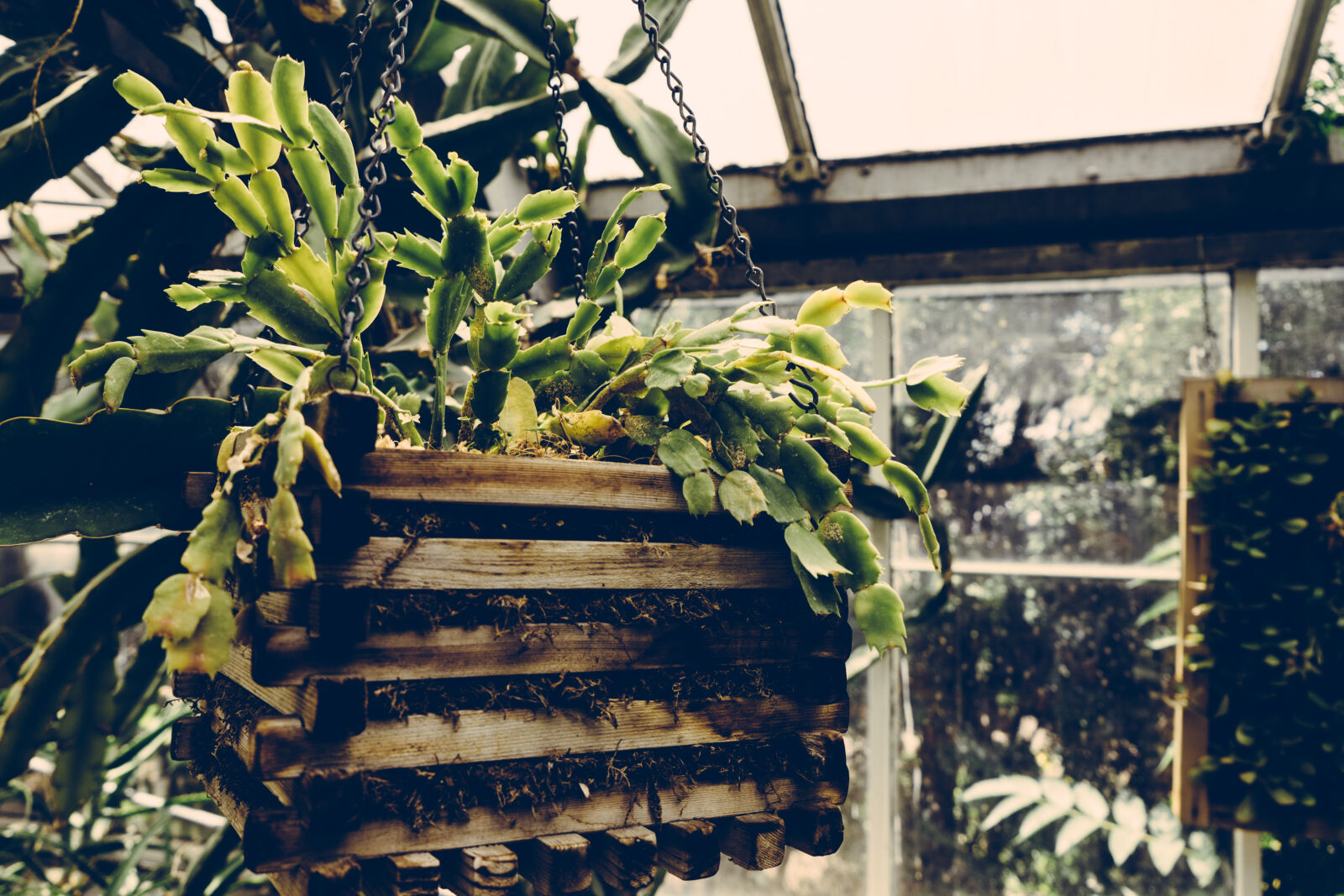 Sony a7 II + Sony FE 28-70mm F3.5-5.6 OSS sample photo. Agriculture, botanical, color, container photography