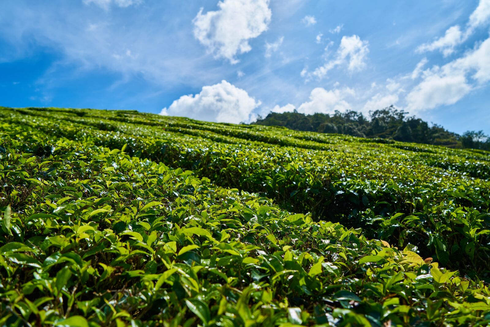 Sony a7R II sample photo. Tea, plant, green photography