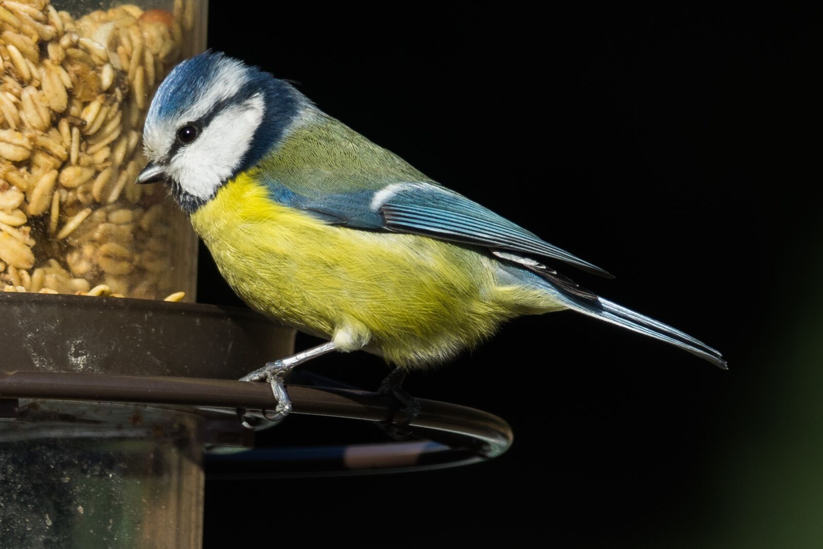 Sony Cyber-shot DSC-RX10 III sample photo. Blue tit, bird, animal photography