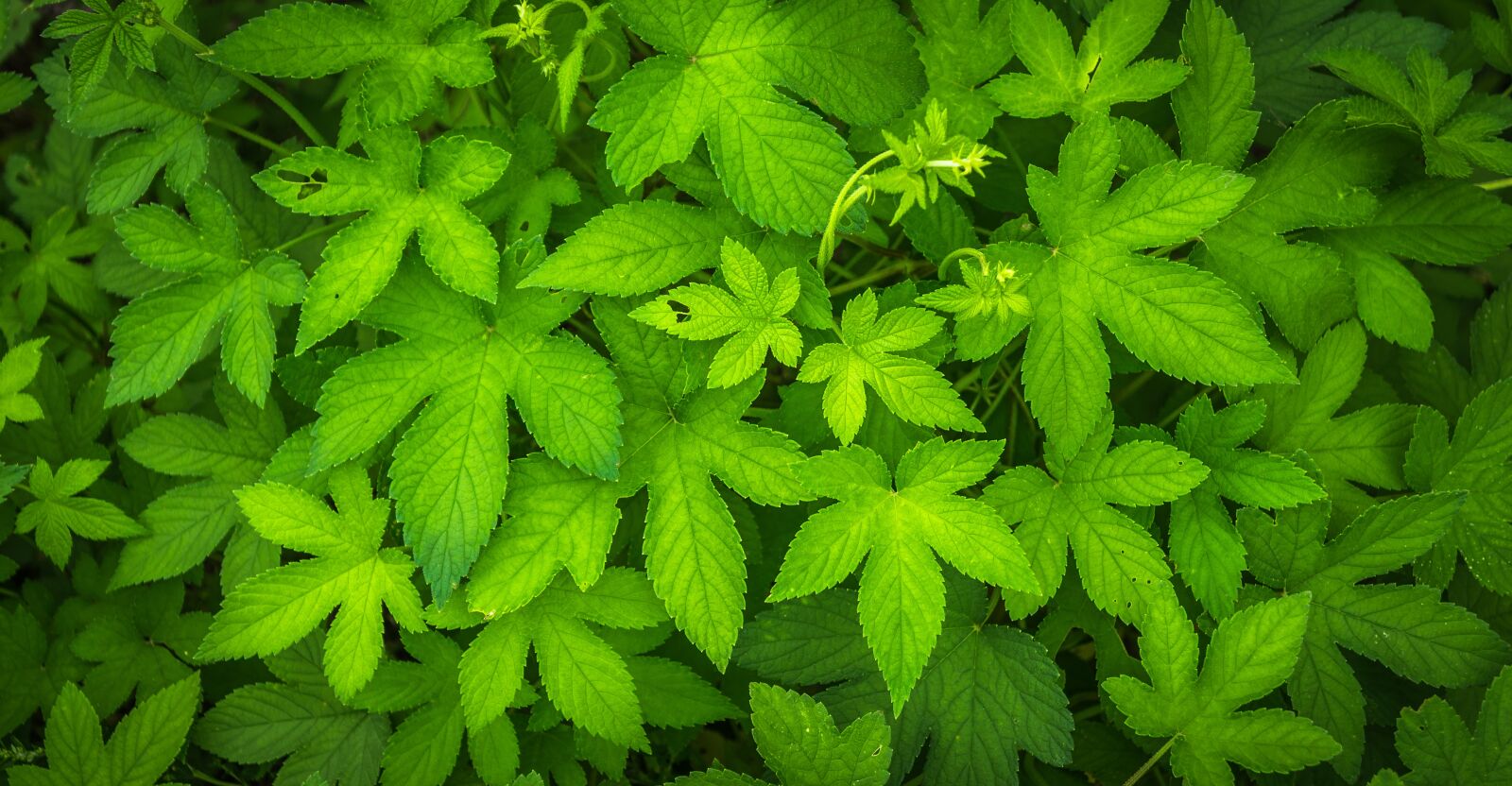 Sony Alpha NEX-5N sample photo. Leaf, plants, nature photography