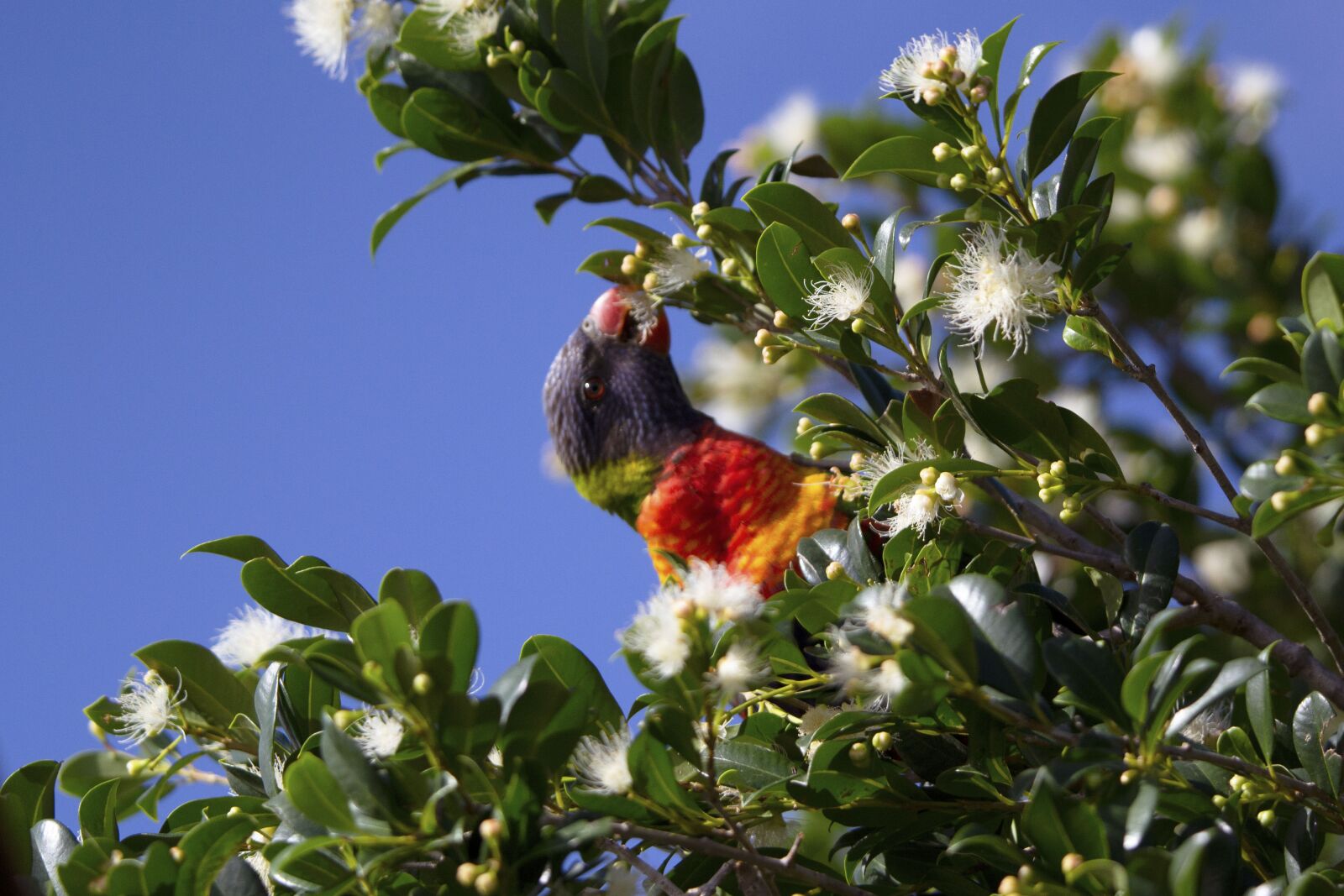 Nikon D3100 sample photo. Parrot, wild, bird photography