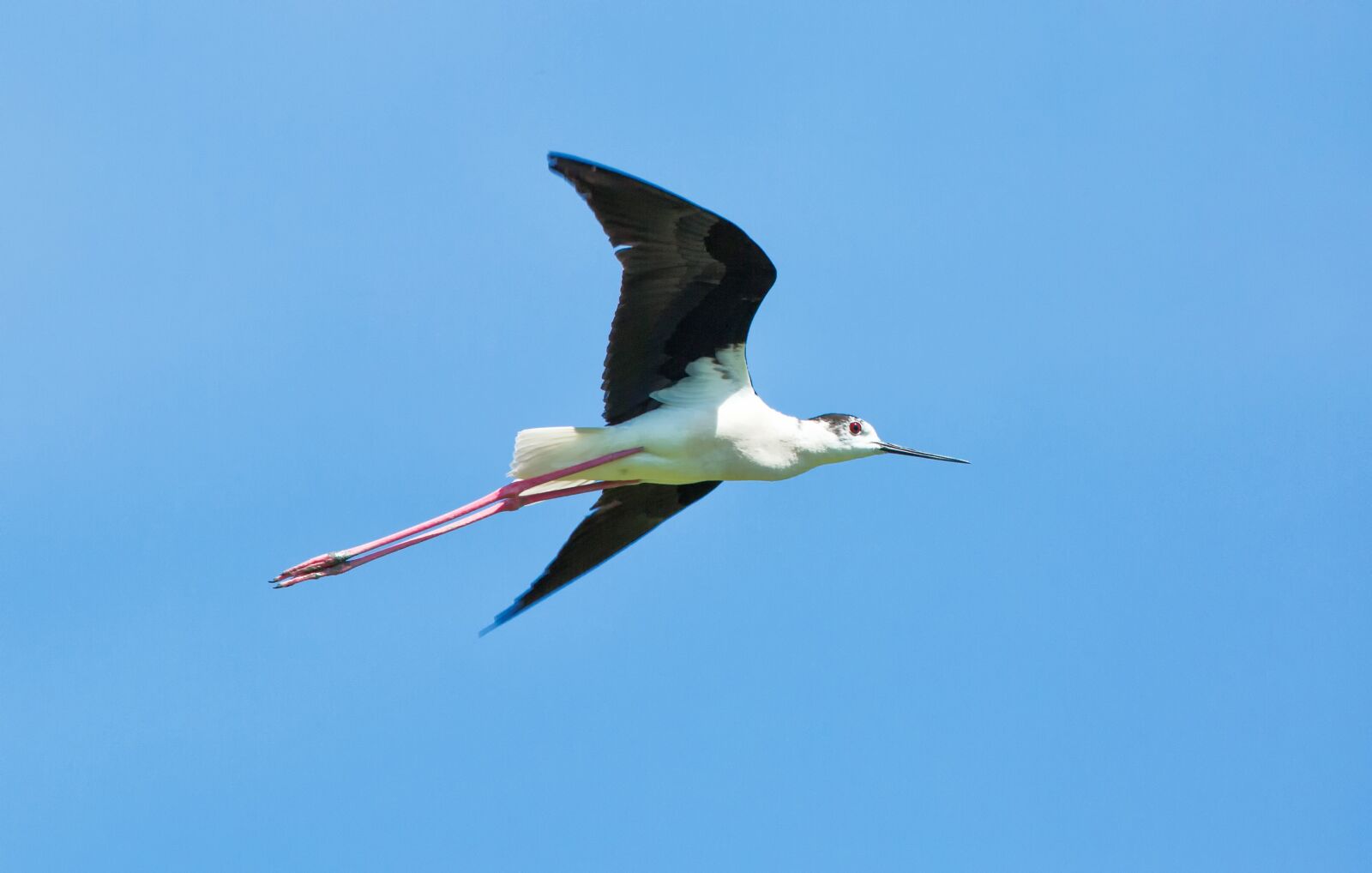 Canon EOS 5D Mark III sample photo. Bird, flight, stilt photography